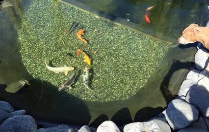 Prime Benefits Of Using A Pond Filter